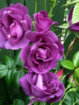 Rose ‘Rhapsody In Blue’ Bush Form
