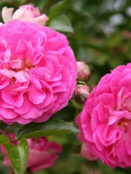 Rose 'Dorothy Perkins' Climber