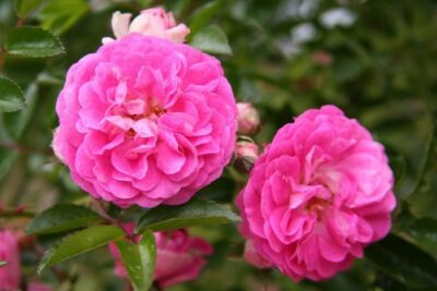 Rose 'Dorothy Perkins' 6ft Weeper