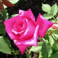 Rose 'Peter Frankenfeld'