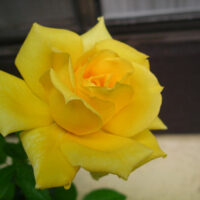 Rose 'Sunblest'