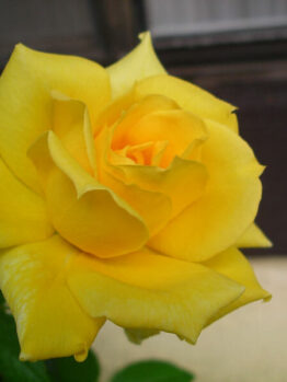 Rose 'Sunblest'