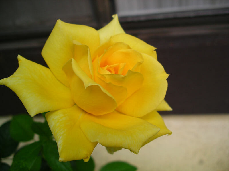 Rose 'Sunblest'