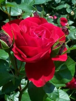 Rose Tamango