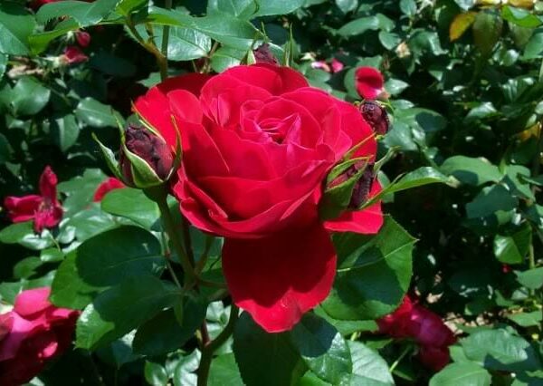Rose Tamango