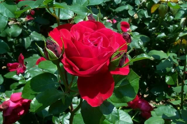 Rose 'Tamango' 2ft Standard