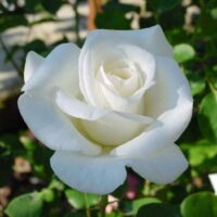 Rose 'Virgo' Bush Form