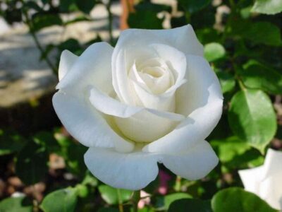 Rose 'Virgo' Bush Form