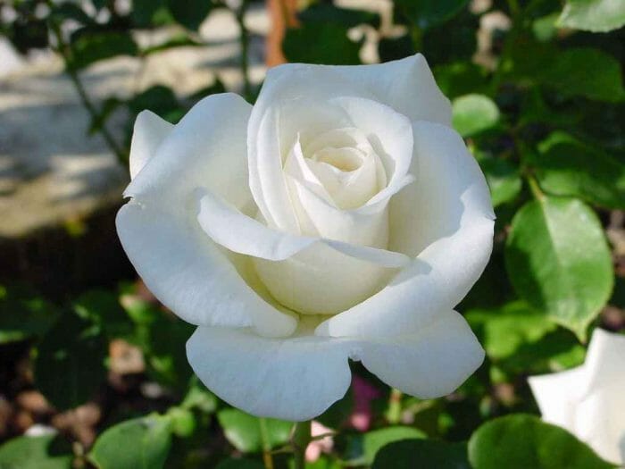 Rose 'Virgo' Bush Form