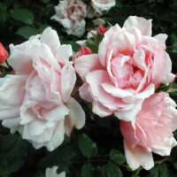 Rose 'Albertine' 6ft Weeping