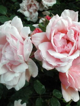Rose 'Albertine' Climber