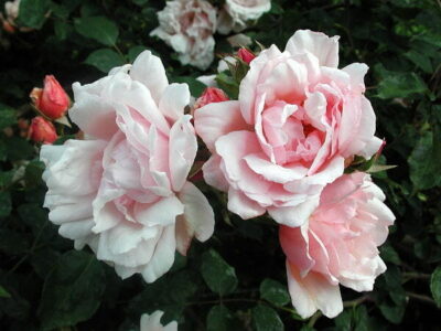 Rose 'Albertine' 6ft Weeping