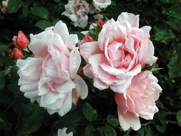 Rose 'Albertine' 6ft Weeping