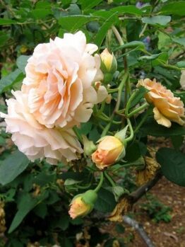 Rose 'Buff Beauty' 6ft Weeper