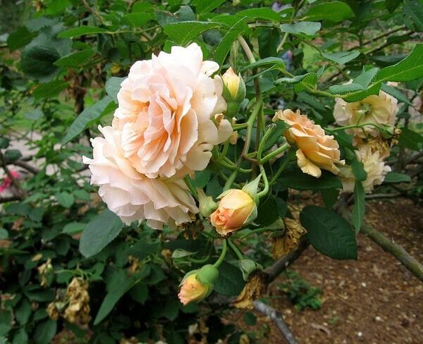Rose 'Buff Beauty'