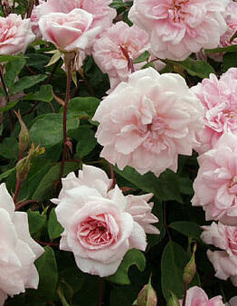 Rose 'Cecile Brunner' Climber