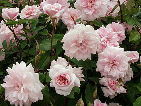 Rose 'Cecile Brunner' Climber
