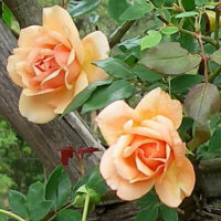 Rose 'Crepuscule'