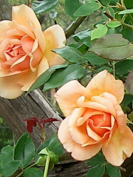 Rose 'Crepuscule'