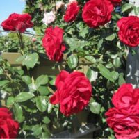 Rose 'Dublin Bay' Climber