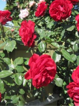 Rose 'Dublin Bay'