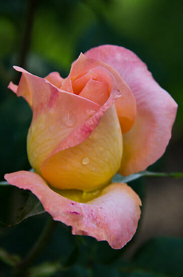 A Rose 'Joyfulness' Climber 8" Pot with water droplets on it.