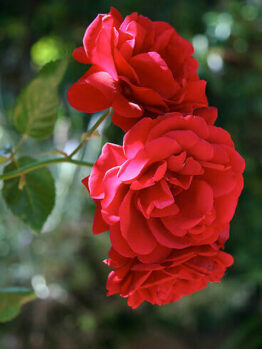 Rose 'Sympathy' Climber