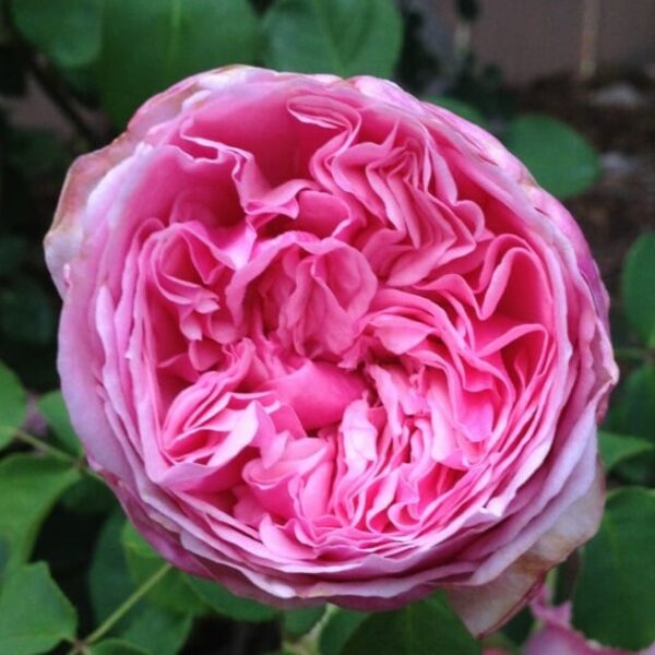 Rose 'Pretty Jessica'