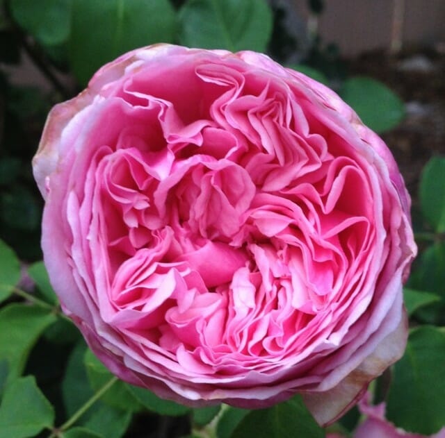 Rose 'Pretty Jessica' 3ft Standard