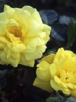 Rose 'All Gold'