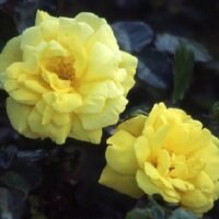 Rose 'All Gold' 2ft Standard
