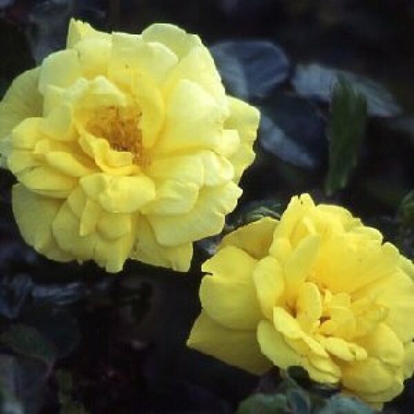 Rose 'All Gold' 2ft Standard
