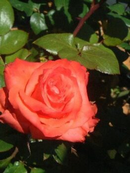 Rose 'Sunburnt Country' Bush Form