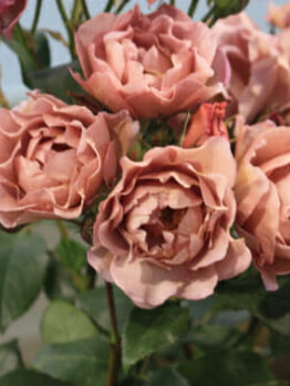 Rose 'Lavender Pinocchio' 2ft Standard