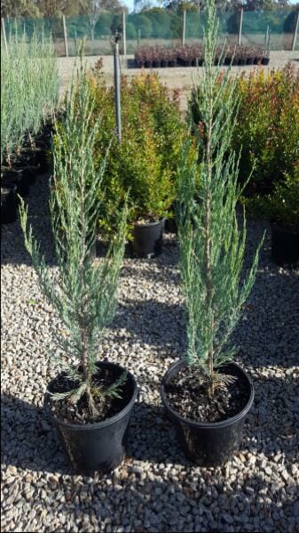 Two Juniperus 'Skyrocket' Pencil Pines in 10" pots sit on gravel in a nursery setting, with more plants visible in the background.