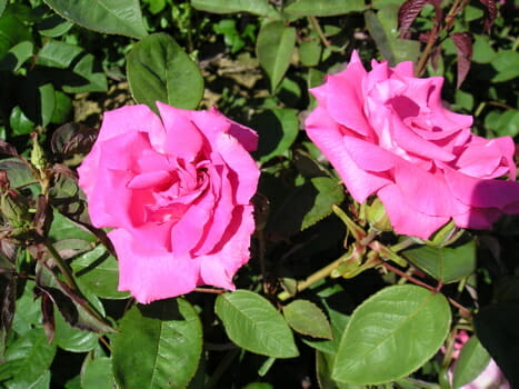 Rose 'Zephirine Drouhin' Climber - Image 3