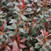 Azalea 'Shiraz'