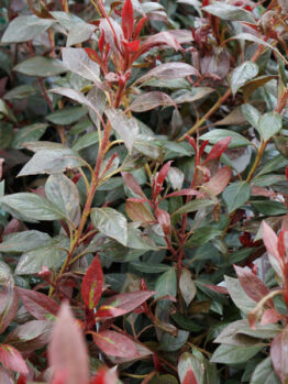 Azalea 'Shiraz'