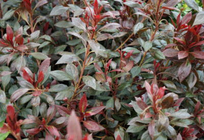 Azalea 'Shiraz'
