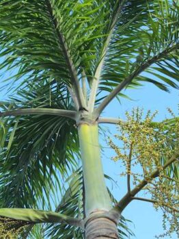 Close-up of a tall Archontophoenix 'Bangalow Palm' tree with green fronds extending out, set against a clear blue sky. Small clusters of yellow flowers are visible along the branches.
