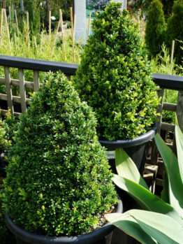 Buxus 'English Box' Topiary Cone 16" Pot