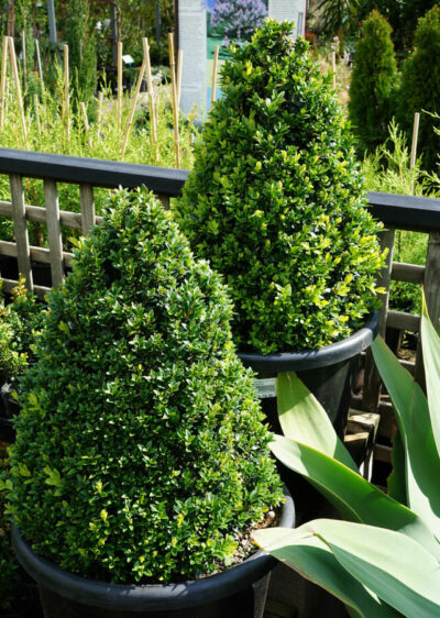 Buxus 'English Box' Topiary Cone 20" Pot