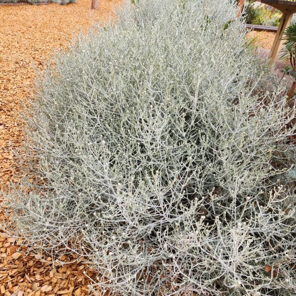 Leucophyta brownii cushion bush in a park with brown tanbark contrasting well with grey blue foliage australia native