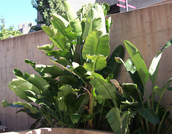 Strelitzia 'Giant Bird of Paradise' 12" Pot - Image 4