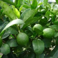 Lime Tree