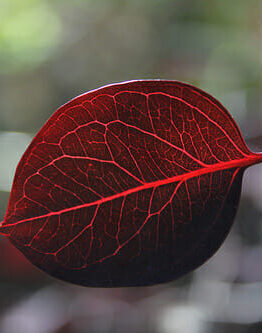 A Eucalyptus 'Vintage Red' 12" Pot leaf on a branch with a blurred background among plants.