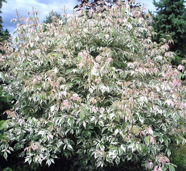 A dense shrub with variegated leaves in shades of green and white, accented by some pinkish new growth, stands against a backdrop of taller evergreen trees and a partly cloudy sky, complemented by the elegance of a nearby Acer 'Trident' Japanese Maple.