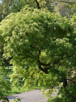 A lush green Acer 'Trident' Japanese Maple with dense foliage stands by a paved pathway in a park, surrounded by greenery.