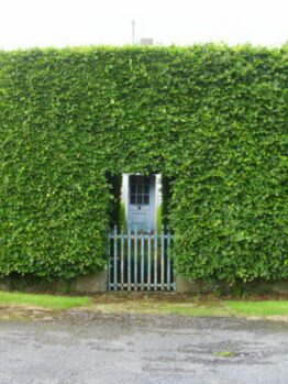 Fagus sylvatica European Beech Tree hedged screening