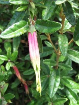 Correa Decumbens ‘Spreading Correa’ @ Hello Hello Plants